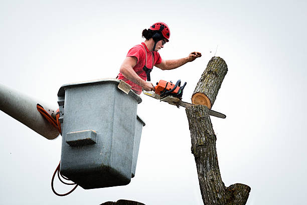 How Our Tree Care Process Works  in  Hawaiian Ocean View, HI